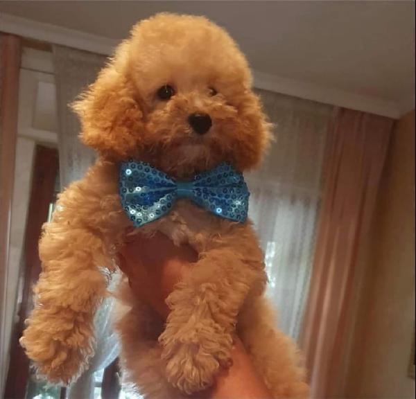 Cane barboncino nano 3 mesi e mezzo con pedigree